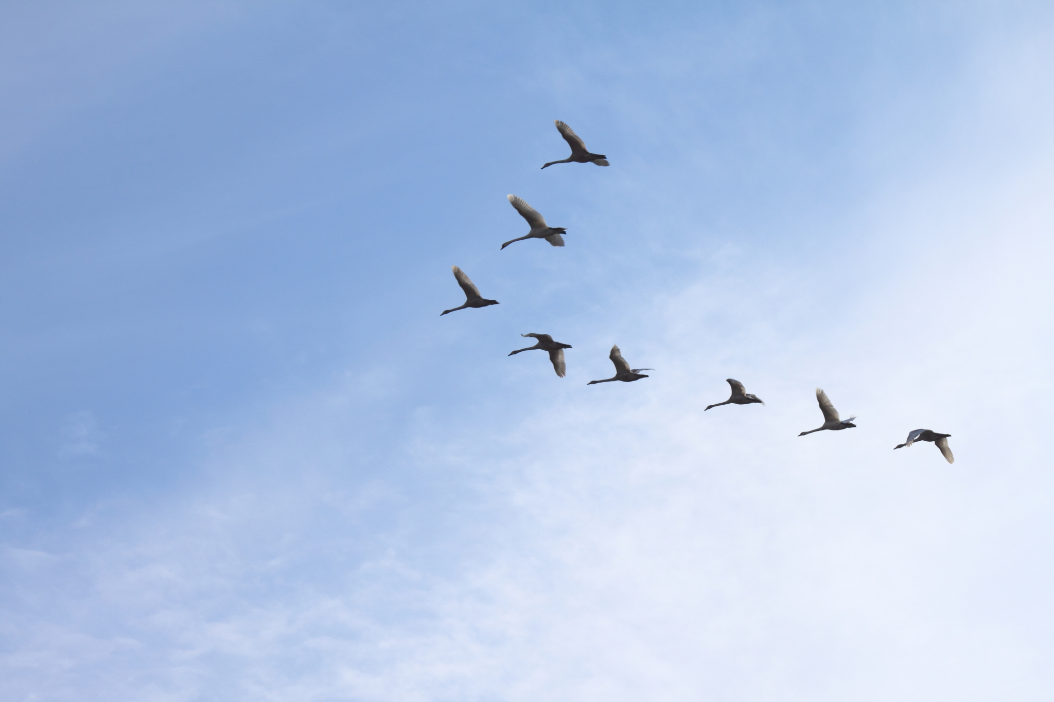 Tundra,Swans,Flying,In,A,Clear,Blue,Winter,Sky.