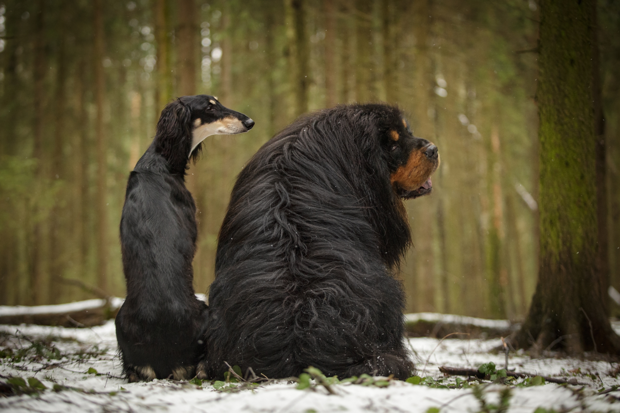 Thick,And,Thin,Dog,Together,Different,Breeds,Same,Colour,Saluki